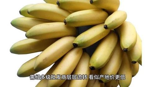 国产香蕉网